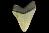 3.77" Fossil Megalodon Tooth - North Carolina - #131579-2